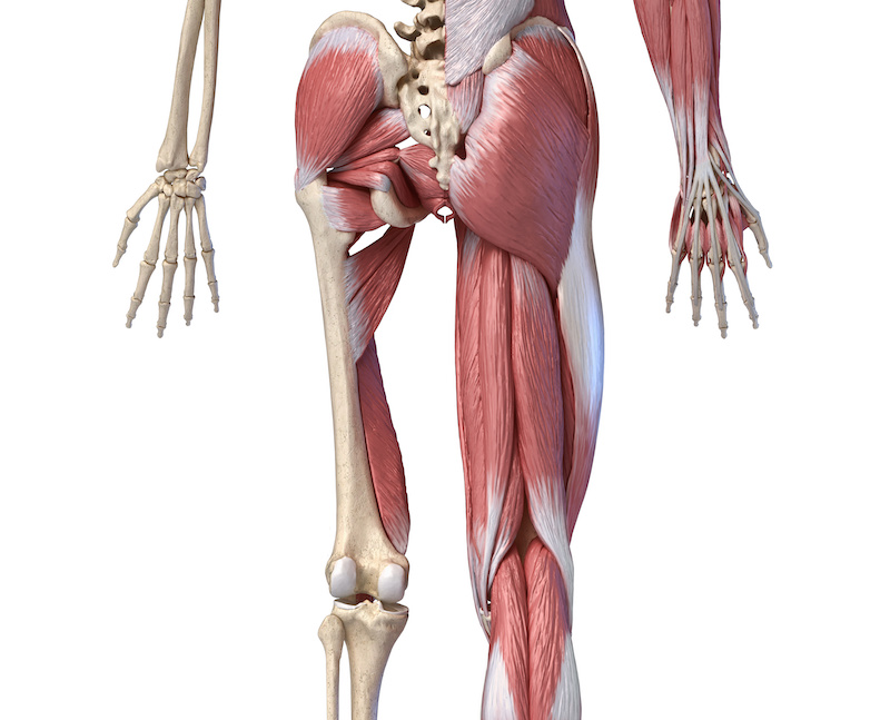 脊柱管狭窄症の原因　筋膜の緊張